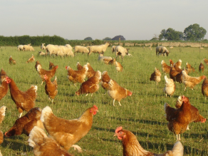 sherston eggs hens